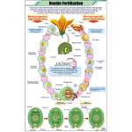 Double Fertilization Chart
